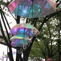 千葉公園の写真_1376826