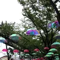 千葉公園の写真_1376827
