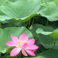 千葉公園の写真_1376828