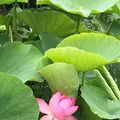 千葉公園の写真_1376829
