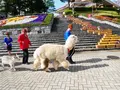 那須高原 りんどう湖ファミリー牧場の写真_1377682