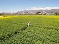 那須ハートフルファーム 菜の花畑 ひまわり畑 愛込の写真_1380558