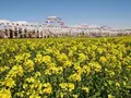 那須ハートフルファーム 菜の花畑 ひまわり畑 愛込の写真_1380560