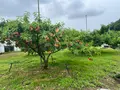 桃茂実苑観光農園の写真_1388173