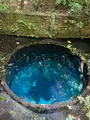 柿田川湧水群の写真_1389362