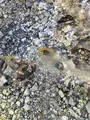 恐山の写真_1390500