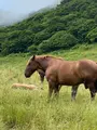 尻屋崎の写真_1390503