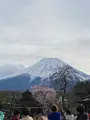 忍野八海の写真_1393795