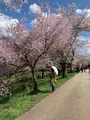 忍野八海の写真_1393799