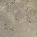 ラコリーナ近江八幡の写真_1426397