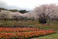 別府公園の写真_143791