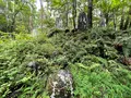 吉田胎内樹型の写真_1444426