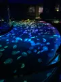 すみだ水族館の写真_1459530