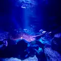 すみだ水族館の写真_1459531