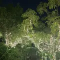 ザ・リッツ・カールトン沖縄の写真_1494978