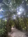 備瀬のフクギ並木の写真_1494985