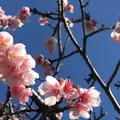 皇居東御苑の写真_1532981