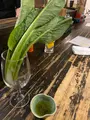 あずき色のマーカスの写真_1557619