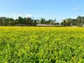 菜の花畑（福ふくの里）の写真_1560242