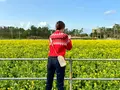 菜の花畑（福ふくの里）の写真_1560243