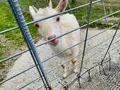 大島農園 糸島やぎ牧場の写真_1561207