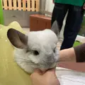 アニマルルームいけもふの写真_1572474