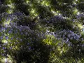 舎人公園の写真_1572881