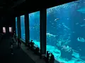 マリンワールド海の中道の写真_1591822