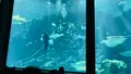 マリンワールド海の中道の写真_1591824