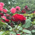 千葉市都市緑化植物園の写真_1597210
