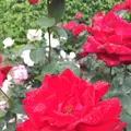 千葉市都市緑化植物園の写真_1597211
