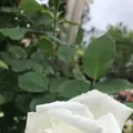 千葉市都市緑化植物園の写真_1597214