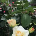 千葉市都市緑化植物園の写真_1597215