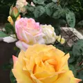 千葉市都市緑化植物園の写真_1597216
