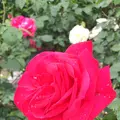 千葉市都市緑化植物園の写真_1597219