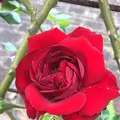千葉市都市緑化植物園の写真_1597220