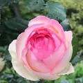 千葉市都市緑化植物園の写真_1597221