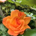千葉市都市緑化植物園の写真_1597222