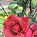 千葉市都市緑化植物園の写真_1597223
