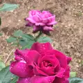 千葉市都市緑化植物園の写真_1597228