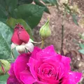 千葉市都市緑化植物園の写真_1597229