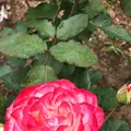 千葉市都市緑化植物園の写真_1597230