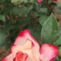 千葉市都市緑化植物園の写真_1597231