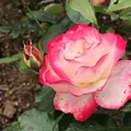 千葉市都市緑化植物園の写真_1597232