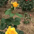 千葉市都市緑化植物園の写真_1597233