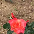 千葉市都市緑化植物園の写真_1597234