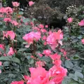 千葉市都市緑化植物園の写真_1597235