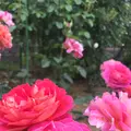 千葉市都市緑化植物園の写真_1597239