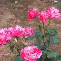 千葉市都市緑化植物園の写真_1597243