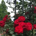 千葉市都市緑化植物園の写真_1597245